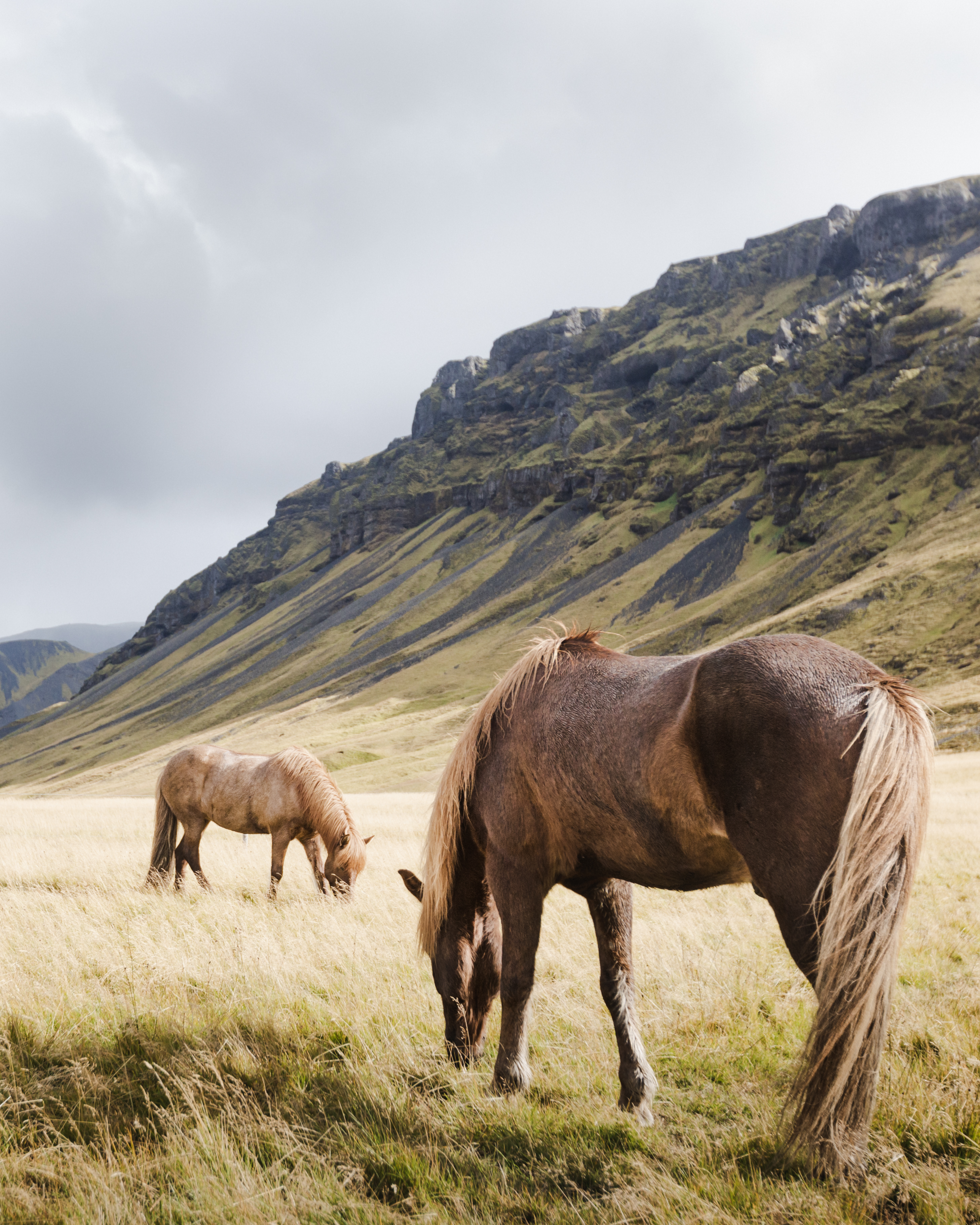 Icelandic horses roaming freely