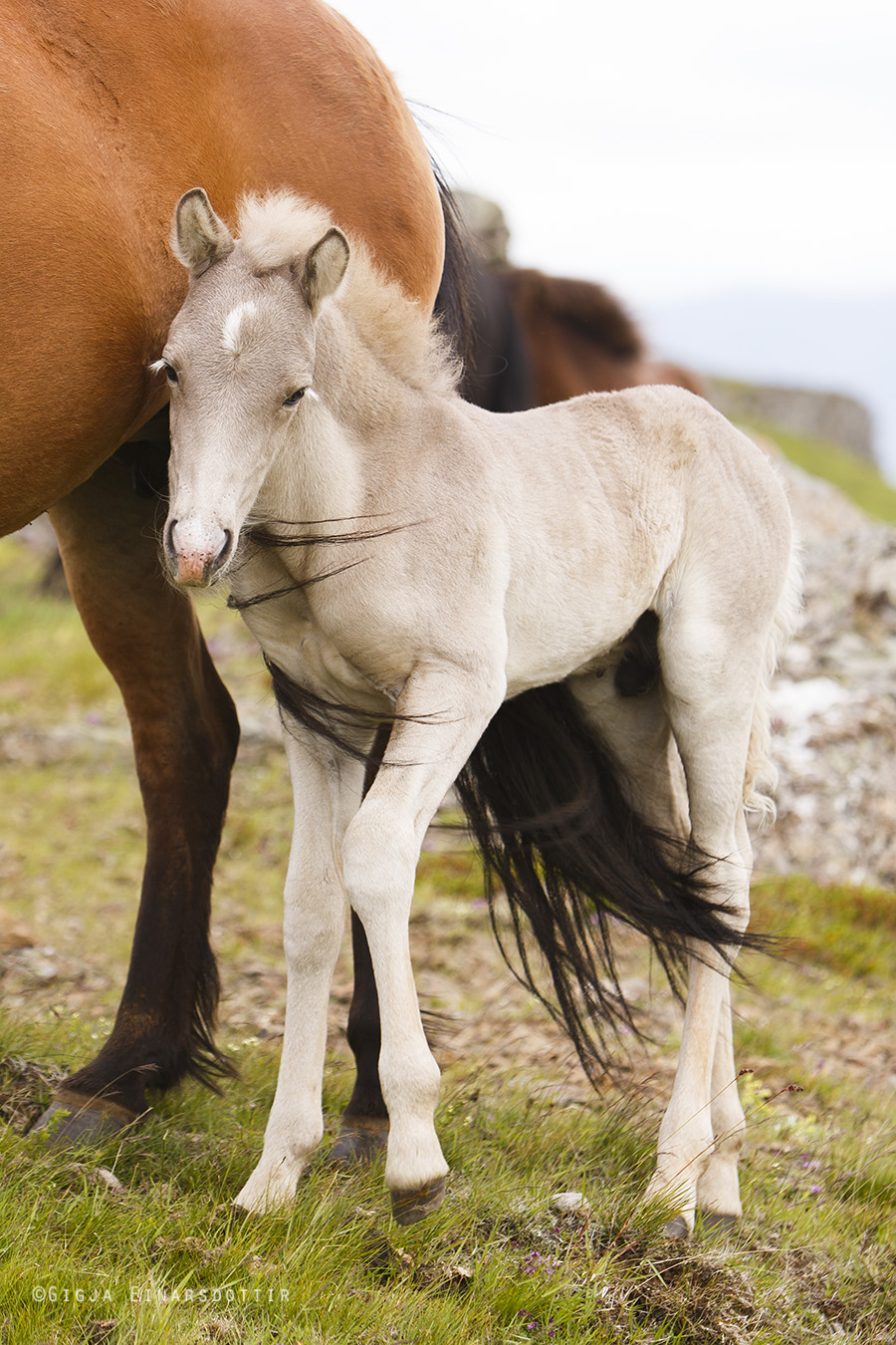 An Icelandic foal and its mother